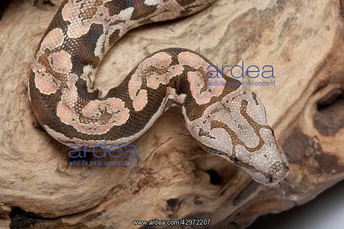 : Dumeril's Boa : Dumeril's Boa