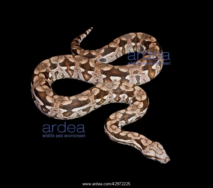 : Dumeril's Boa : Dumeril's Boa