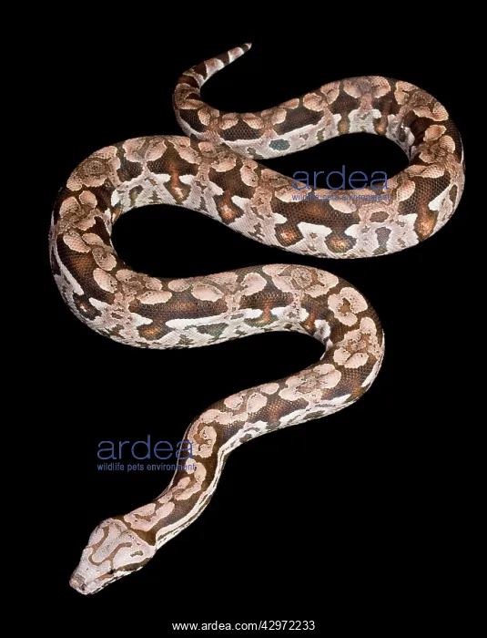 : Dumeril's Boa : Dumeril's Boa