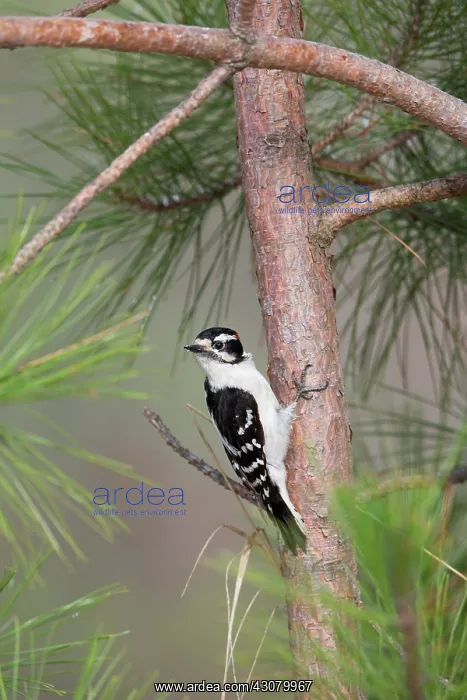 : Dumeril's boa : Dumeril's boa