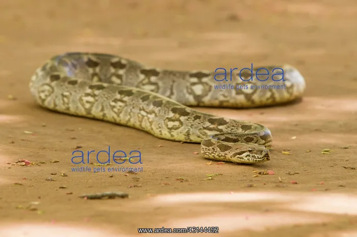 : Dumeril's Boa : Dumeril's Boa