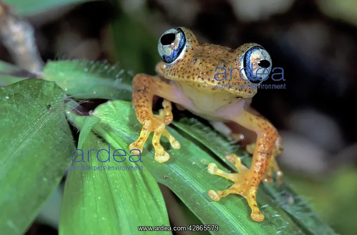 : Dumeril's Bright-eyed Frog : Dumeril's Bright-eyed Frog