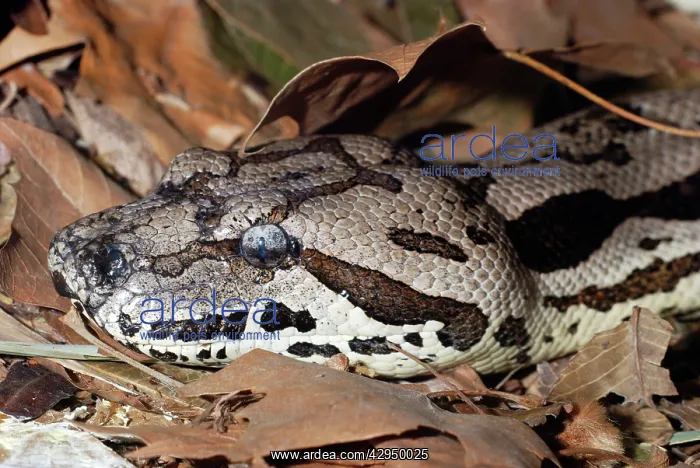 : Dumeril's Ground Boa : Dumeril's Ground Boa