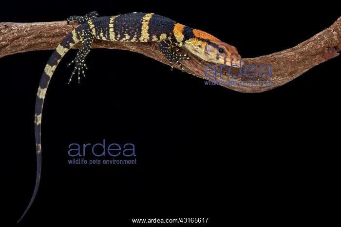 : Dumeril's monitor (Varanus dumerili), Thailand : Dumeril's monitor (Varanus dumerili), Thailand