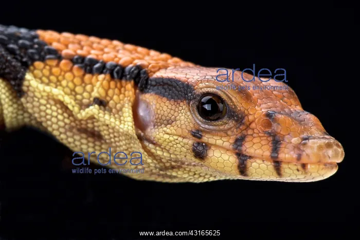 : Dumeril's monitor (Varanus dumerili), Thailand : Dumeril's monitor (Varanus dumerili), Thailand