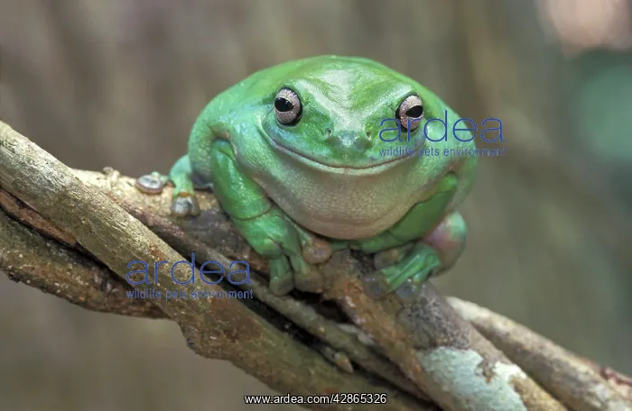 : Dumpy Treefrog : Dumpy Treefrog