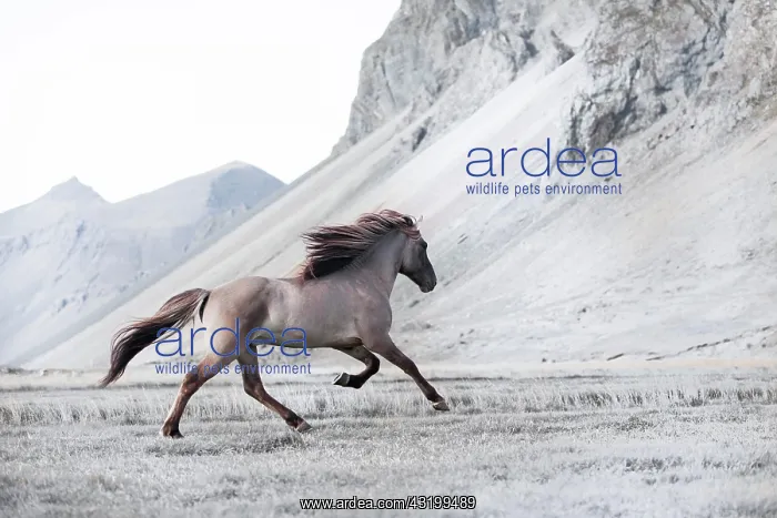 : Dun-coloured stallion galloping across a meadow : Dun-coloured stallion galloping across a meadow