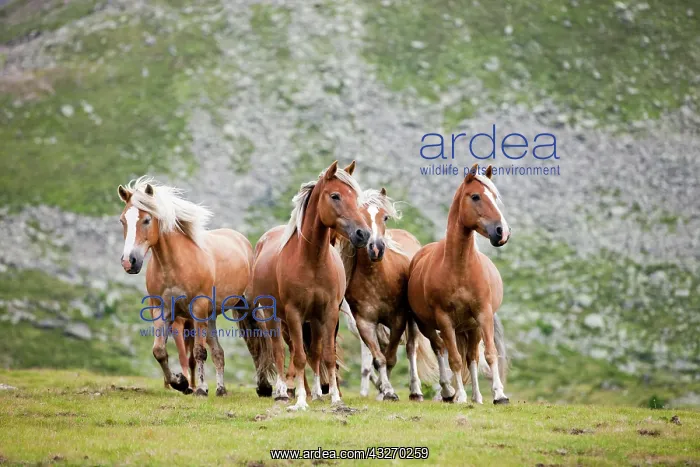 : Dun Haflingers trotting, pasture, K&, x28d21a6c; : Dun Haflingers trotting, pasture, K&, x28d21a6c;