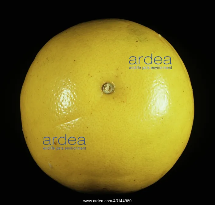: Duncan Grapefruit : Duncan Grapefruit