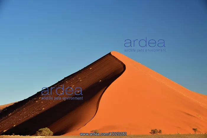 : Dune 45, sand dune in the evening light, Sossusvlei : Dune 45, sand dune in the evening light, Sossusvlei