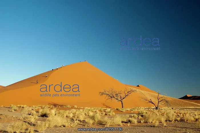 : Dune 45 and tree - Tourists climbing the dune : Dune 45 and tree - Tourists climbing the dune