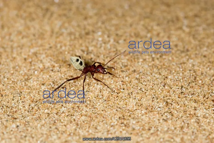: Dune Ant - Full body on dunes sand : Dune Ant - Full body on dunes sand
