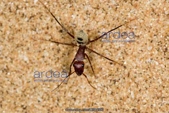 : Dune Ant - Full body on dunes sand : Dune Ant - Full body on dunes sand