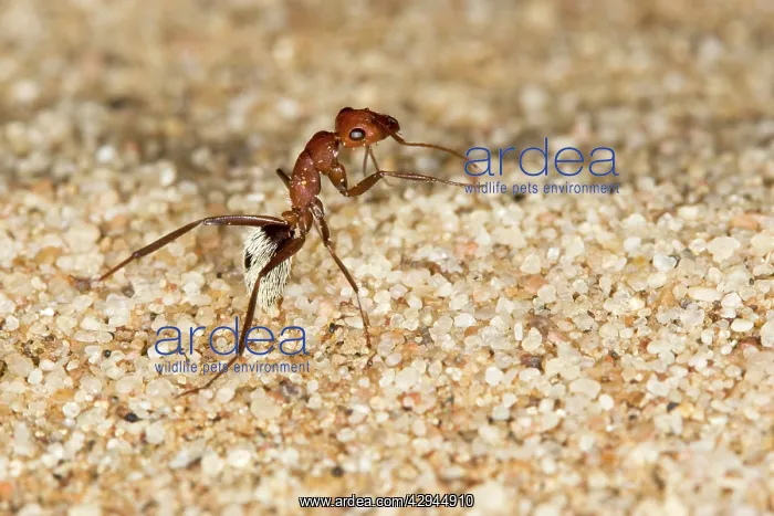 : Dune Ant - Full body on dunes sand : Dune Ant - Full body on dunes sand