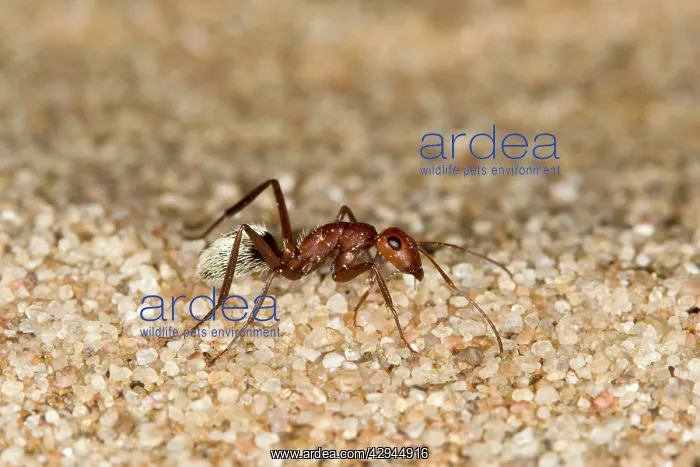 : Dune Ant - Full body on dunes sand : Dune Ant - Full body on dunes sand