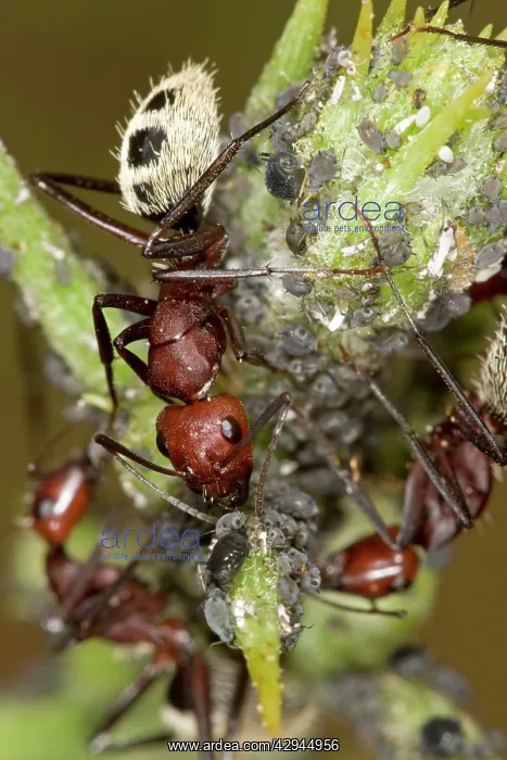 : Dune Ant - Close up of ants tending / farming aphids : Dune Ant - Close up of ants tending / farming aphids