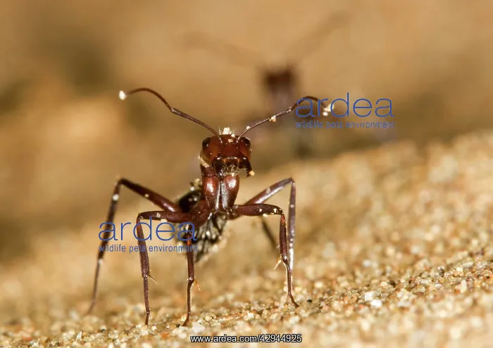 : Dune Ant - Close up during confrontational pose : Dune Ant - Close up during confrontational pose