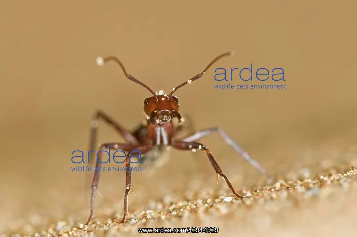 : Dune Ant - Close up during confrontational pose : Dune Ant - Close up during confrontational pose
