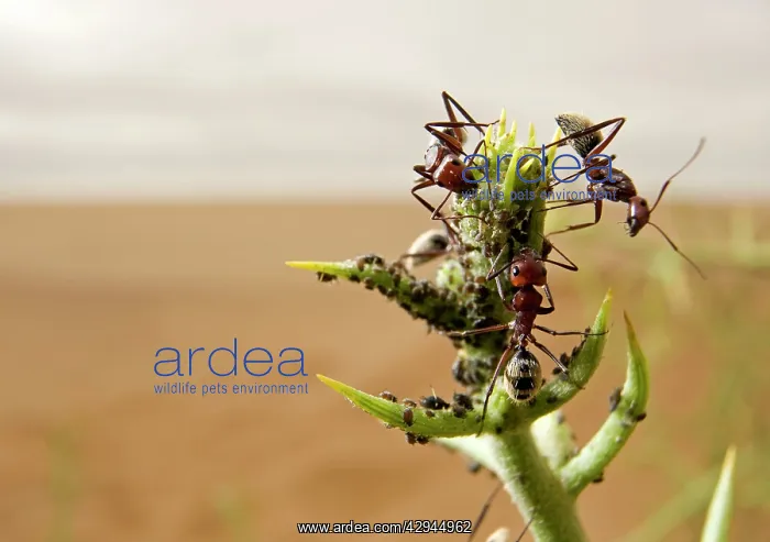 : Dune Ants- Farming / tending to their aphids on : Dune Ants- Farming / tending to their aphids on