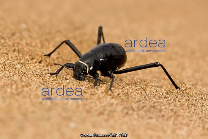 : Dune Beetle - Close up full body portrait with : Dune Beetle - Close up full body portrait with
