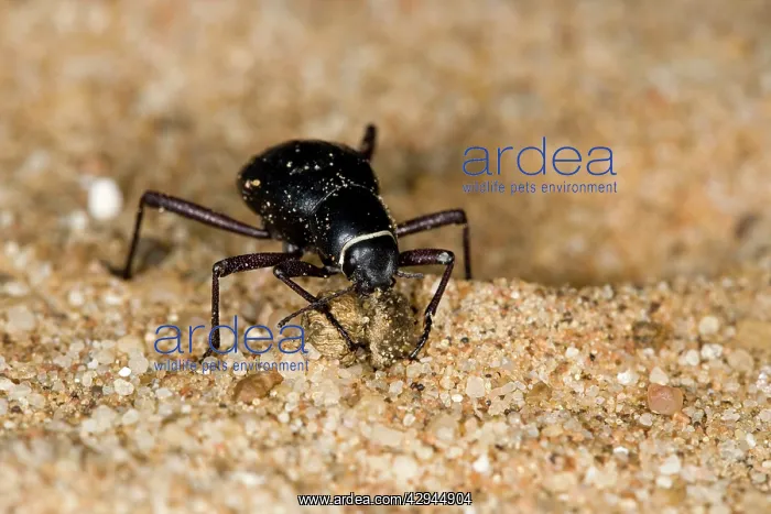 : Dune Beetle - Close up with plant detritus : Dune Beetle - Close up with plant detritus