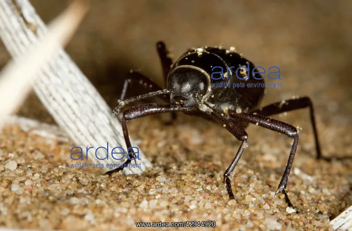 : Dune Beetle - Close up standing at the base of : Dune Beetle - Close up standing at the base of