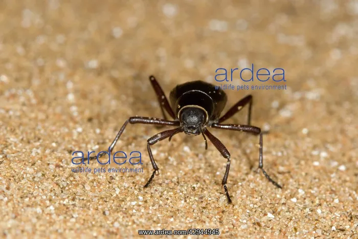 : Dune Beetle - Close up standing on dune sand : Dune Beetle - Close up standing on dune sand