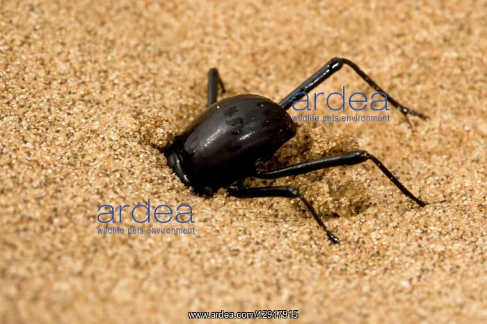 : Dune Beetle - Digging in to dune sand to evade predation : Dune Beetle - Digging in to dune sand to evade predation