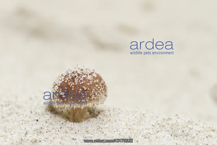 : Dune Brittlestem : Dune Brittlestem