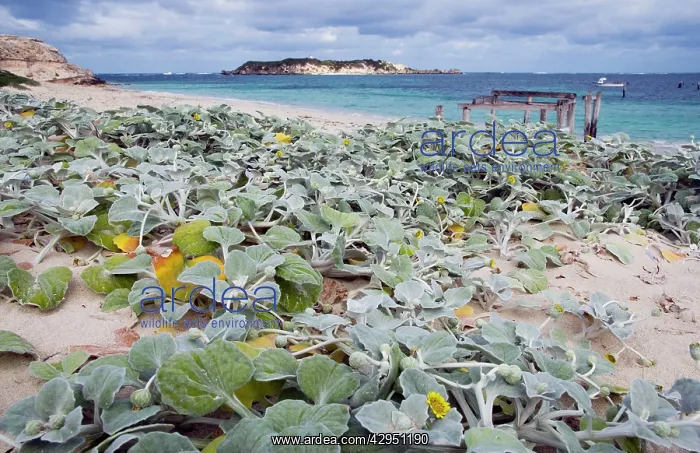 : Dune Cabbage. Grows only on dunes and is a useful : Dune Cabbage. Grows only on dunes and is a useful