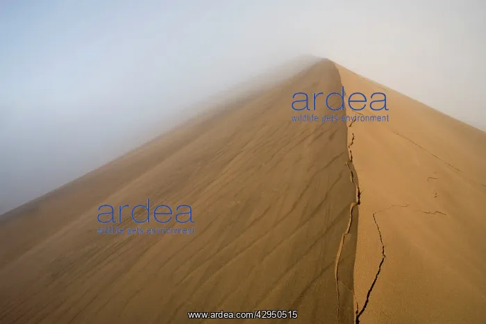 : Dune Crest in the mist - Dune Belt near Walvis Bay : Dune Crest in the mist - Dune Belt near Walvis Bay