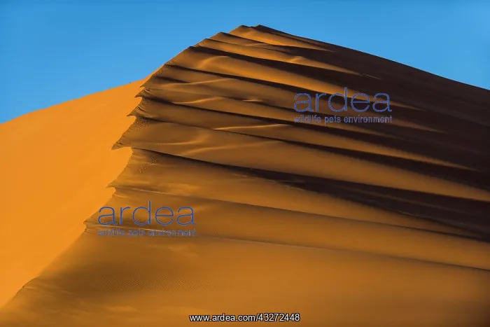 : Dune crest, Sossusvlei, Namib desert, Namib Naukluft : Dune crest, Sossusvlei, Namib desert, Namib Naukluft