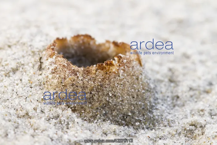 : Dune Cup (Peziza ammophila) growing on sand dun : Dune Cup (Peziza ammophila) growing on sand dun