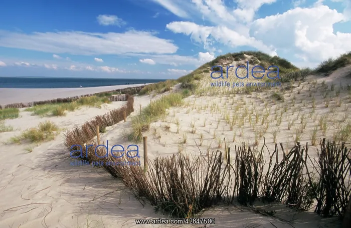: Dune - with dunegrass branches for fixing the dune : Dune - with dunegrass branches for fixing the dune