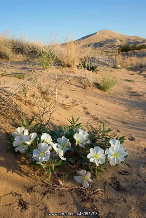: Dune Evening-primrose : Dune Evening-primrose