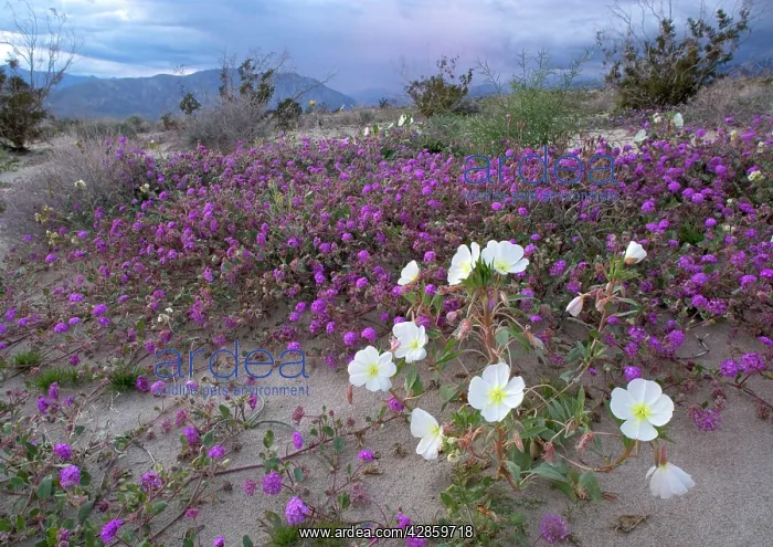 : Dune Evening Primrose - and Sand Verbena (Abronia villosa) : Dune Evening Primrose - and Sand Verbena (Abronia villosa)