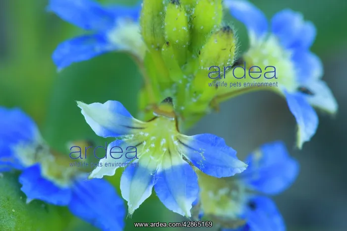 : Dune Fan Flower - detail of this small but beautiful : Dune Fan Flower - detail of this small but beautiful