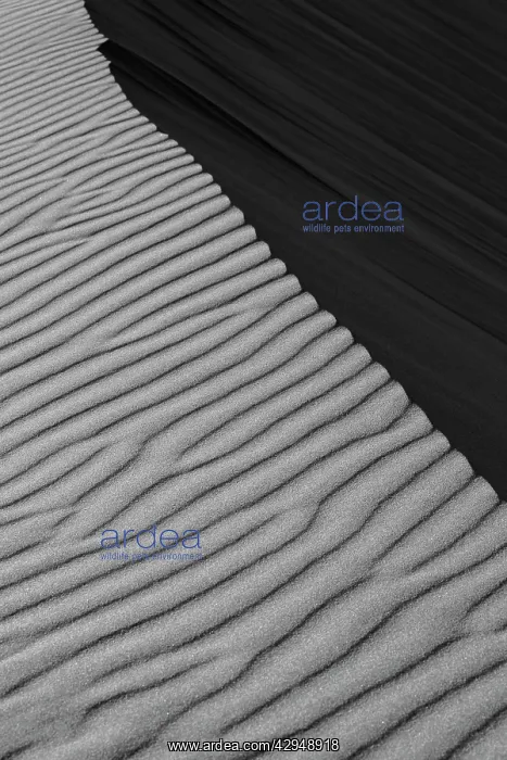 : Dune Fields - Namib Desert : Dune Fields - Namib Desert
