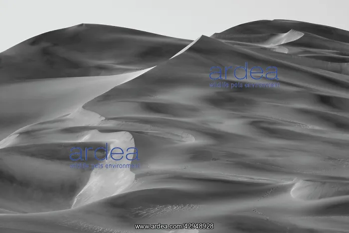 : Dune Fields - Namib Desert : Dune Fields - Namib Desert