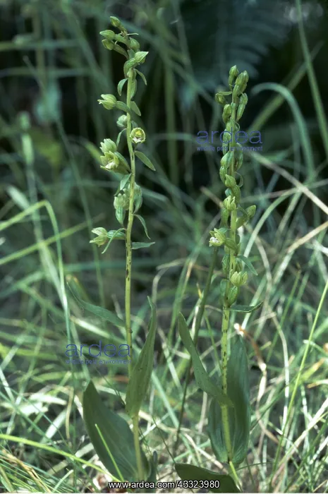 : DUNE HELLBORINE ORCHID : DUNE HELLBORINE ORCHID