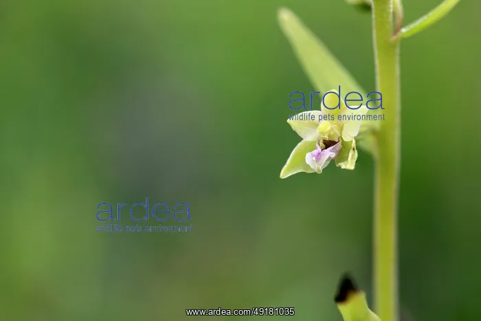  : Dune Helleborine - Flower - UK