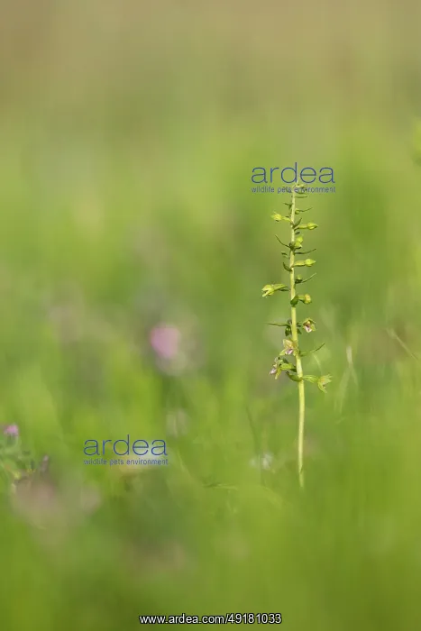  : Dune Helleborine - Flowering - UK