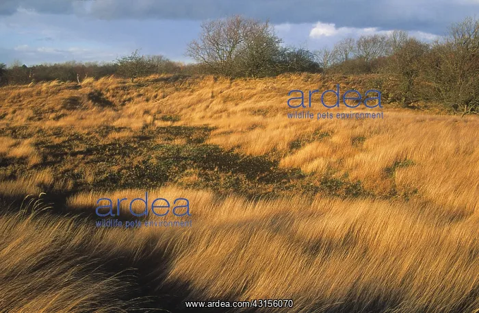 : Dune landscape : Dune landscape