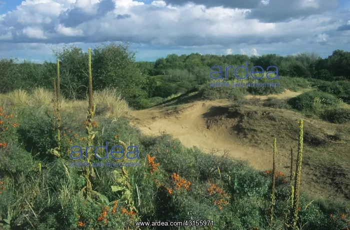: Dune landscape of the Amsterdamse Waterleidingduinen : Dune landscape of the Amsterdamse Waterleidingduinen