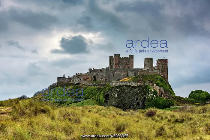 : Dune landscape with Bamburgh Castle under a cloudy : Dune landscape with Bamburgh Castle under a cloudy