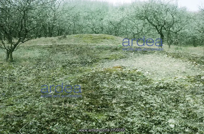 : Dune landscape covered with lichen : Dune landscape covered with lichen