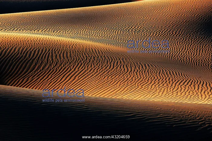 : Dune landscape, Dunes of Maspalomas, Dunas de Maspalomas : Dune landscape, Dunes of Maspalomas, Dunas de Maspalomas