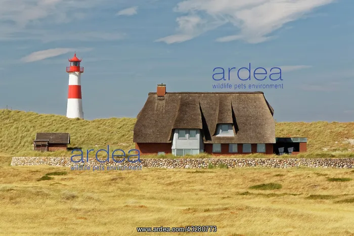  : Dune landscape, eastern lighthouse on the Ellenbogen