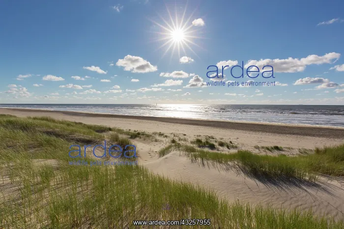: Dune landscape - isle of Texel - Netherlands : Dune landscape - isle of Texel - Netherlands