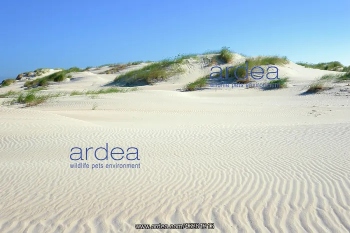  : Dune landscape with wavelike structure in white
